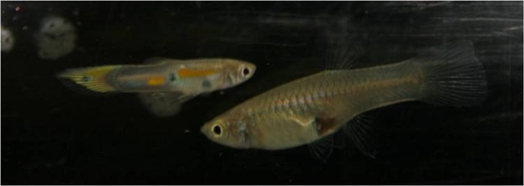 Smart. Forskere ved Københavns Universitet har afdækket hun-guppiernes trick til at undgå sexhungrende hanner. Her ses et par flotte trinidadiske guppier 