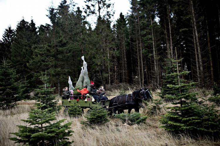 Denne familie fælder deres eget øko-træ, og selvom langt fra alle er hoppet med på den økologiske bølge, så er der et skift på vej. 