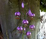 skønlilla. Lilium martagon eller kransliljen er en af de ældste repræsentanter i liljefamilien og den, der har den største udbredelse. 