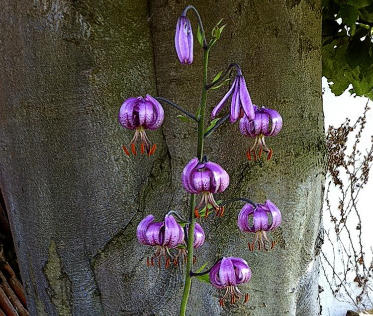 skønlilla. Lilium martagon eller kransliljen er en af de ældste repræsentanter i liljefamilien og den, der har den største udbredelse. 