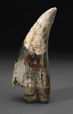 T-REX. Denne knap 13 centimeter lange tand er den dyreste forhistoriske tand, der nogensinde er solgt på en offentlig auktion. 