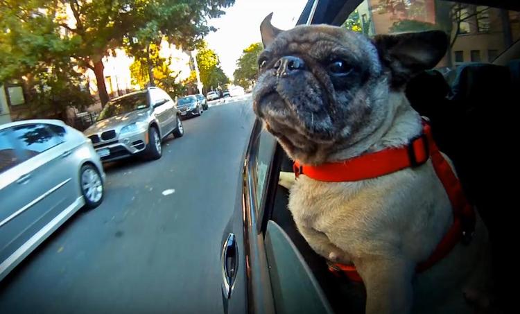 Dogs. Det er WD40 for sjælen at bruge fire minutter på at se på hunde, der kører i bil. Man tror det ikke. Men det er det. Giv det et forsøg. Husk musikken. Det gør en stor forskel. 