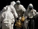 Virus. Fugleinfluenza dræber 59 procent af dem, den inficerer. Arkivbillede. 
