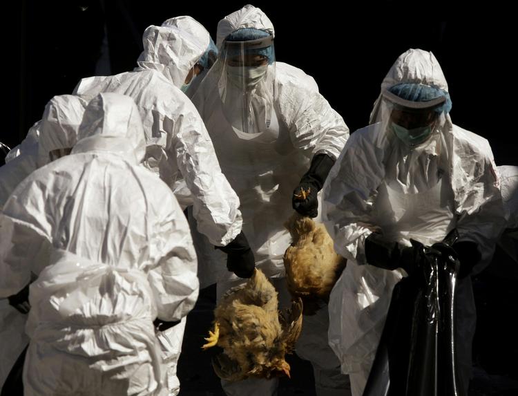 Virus. Fugleinfluenza dræber 59 procent af dem, den inficerer. Arkivbillede. 