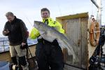 Til 15 personer. En flot nytårstorsk på cirka 9 kg fanget om bord på turbåden Skjold. Der fiskes ikke mange af de store torsk i Øresund i øjeblikket, de kommer senere. Men tre mindre torsk på 2-3 kg kan også gøre det til en nytårsmiddag. 