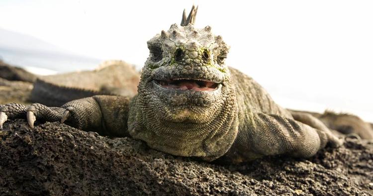 Nærkontakt. Man kan komme helt tæt på leguanerne og andre dyr på Galapagos. 