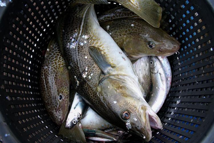 Det stille, frostklare vejr har været optimalt. Derfor kan man i år i butikkerne købe torsk til 39,50 kroner pr. halvkilo urenset.. 