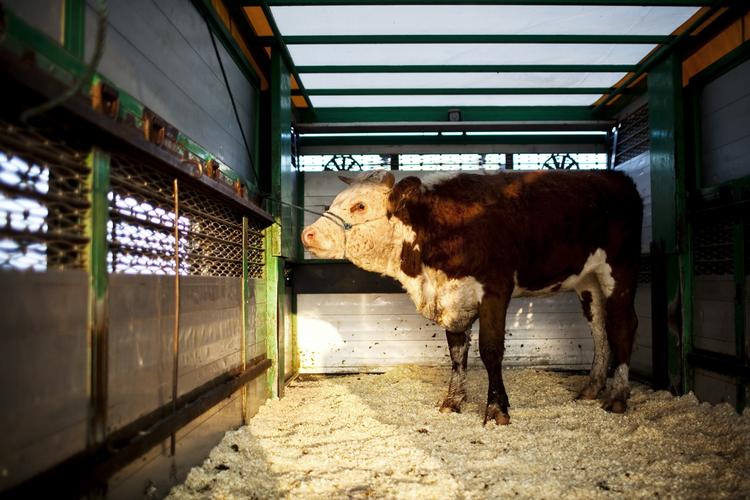 Plads. Mere plads til dyrene under transporten skal give dyrene plads til hvile. Om dyrene fremover får så meget plads som på billedet er dog nok tvivlsomt. (arkivfoto) 