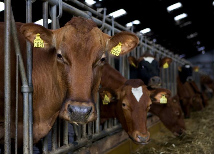 Muh. En svensk undersøgelse viser, at køer, der får hampekager som foder, producerer langt mere mælk. 