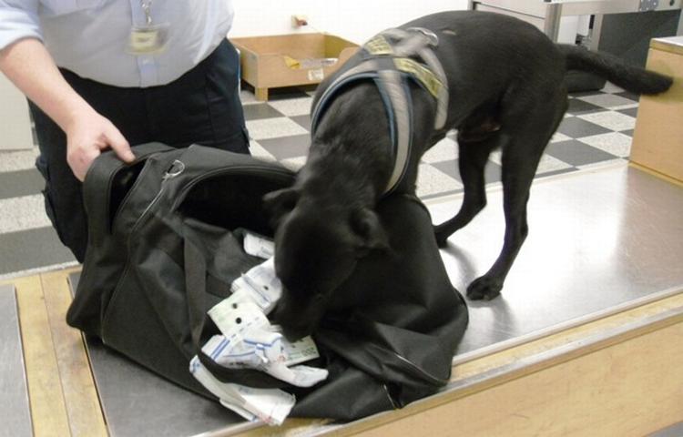 Fundet. SKATs kontrolhund fandt en kvart million kroner under et kontrolbesøg i Billund lufthavn. 