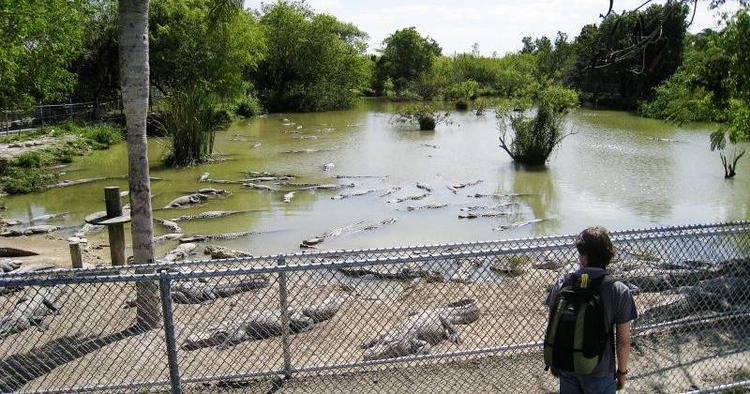 Pas på. Kæledyr er hverken de  tilsyneladende dorske alligatorer  i Everglades sumpe eller dem på Everglades Alligator Farm. Derfor er det klogt at tage advarselsskiltene alvorligt. 