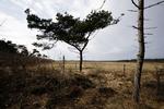 Bagud. Selv om der bliver plantet yderligere 153 hektar skov her i Østerild  som erstatning for dem, der er blevet fældet for at give plads til et vindmølletestcenter, så ændrer det ikke ved, at den private skovrejsning er blevet kraftigt reduceret. 
