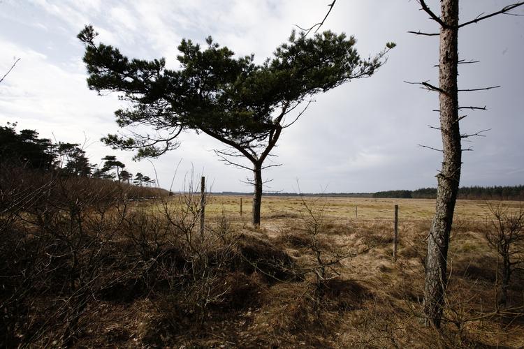 Bagud. Selv om der bliver plantet yderligere 153 hektar skov her i Østerild  som erstatning for dem, der er blevet fældet for at give plads til et vindmølletestcenter, så ændrer det ikke ved, at den private skovrejsning er blevet kraftigt reduceret. 