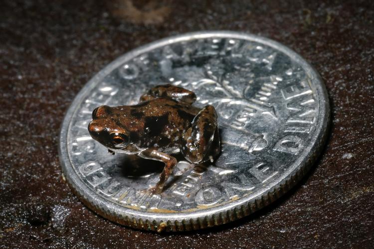 Verdens mindste frø måler omkring 7,7 millimeter og lever på skovbunden i Papua New Guinea. 