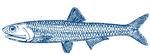 Fishy. Man finder hele 66 inspirerende måder at tilberede den lille middelhavsfisk i Kåre Gades nye bog. Illustration fra omslaget: Designet af kalligrafen Allan Daastrup 