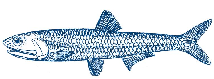 Fishy. Man finder hele 66 inspirerende måder at tilberede den lille middelhavsfisk i Kåre Gades nye bog. Illustration fra omslaget: Designet af kalligrafen Allan Daastrup 