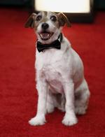 Uggie, der spiller med i filmen 'The Artist', på den røde løber. 