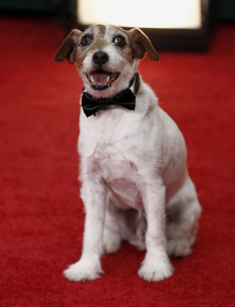 Uggie, der spiller med i filmen 'The Artist', på den røde løber. 