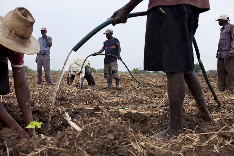 Landbrugsstøtte. I Mozampique vander bøndere planten jatropha, der får nødder, man kan presse olie af. Olien kan bruges til biobrændsel. 