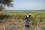 Bæredygtigt. Ulandene bør kunne tjene penge på klimavenligt landbrug, mener debattør. 