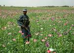 Mark. Opiumsdyrkningen i hele Afghanistan er stigende. 