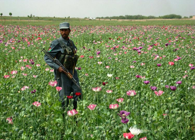 Mark. Opiumsdyrkningen i hele Afghanistan er stigende. 