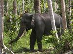 udrydningstruet. På 25 år er 69 procent af de sumatranske elefanter blevet udryddet. Inden for nogle årtider kan de være helt uddøde. Derfor må Indonesiens regering gøre noget. 