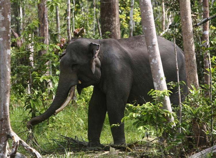 udrydningstruet. På 25 år er 69 procent af de sumatranske elefanter blevet udryddet. Inden for nogle årtider kan de være helt uddøde. Derfor må Indonesiens regering gøre noget. 