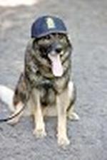 Rollo_NY