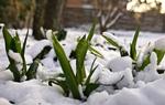 Frostpause. Løgplanterne kan godt tage en pause, når det sner og fryser, men så snart vejret igen bliver lunere, vokser de videre. (Arkivfoto) 