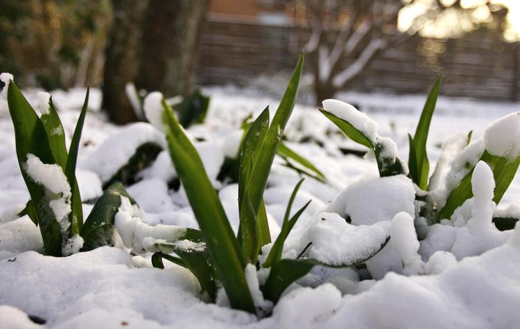 Frostpause. Løgplanterne kan godt tage en pause, når det sner og fryser, men så snart vejret igen bliver lunere, vokser de videre. (Arkivfoto) 