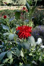 Så georginerne. Dahlia - også de høje af slagsen - kan sås inde om foråret og plantes ud, når faren for nattefrost er ovre.