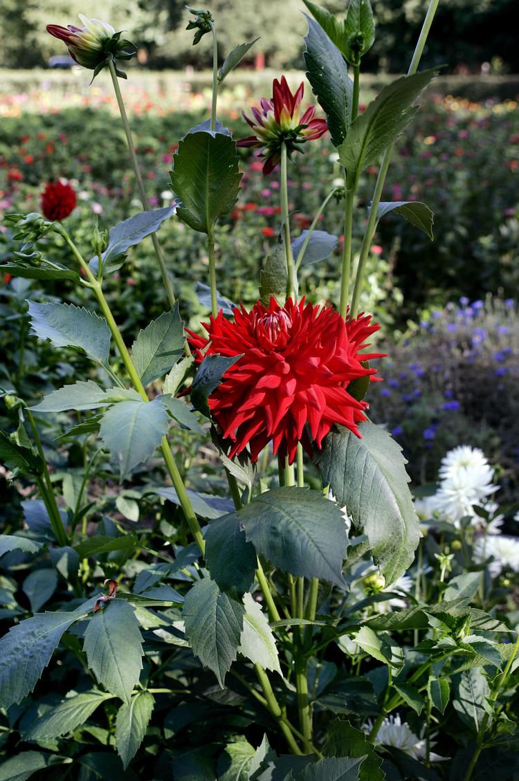 Så georginerne. Dahlia - også de høje af slagsen - kan sås inde om foråret og plantes ud, når faren for nattefrost er ovre.