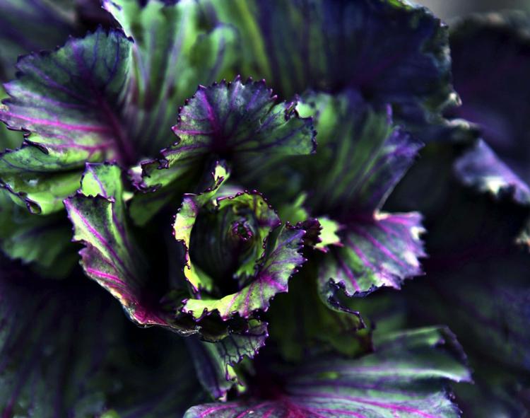 Kålkærlighed. Carsten Kyster elsker kål og nød sit besøg på Kiselgården i det  nordvestsjællandske, hvor grøntsagsavler Ask Rasmussen dyrker kål i alle afskygninger. 