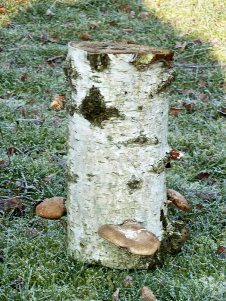 Dekorativt. Birkesporesvampen, der vokser hurtigt, angriber næsten altid døende eller døde træer. 