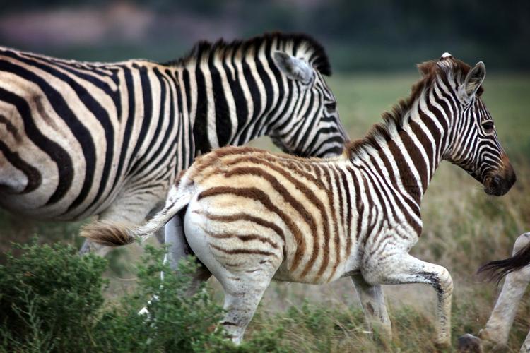 STRIBER. Mysteriet er løst. Zebraen er sort inderst inde. 