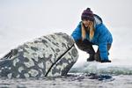 Mediecirkus. Afvejningen af sentimentalitet, PR og sund fornuft i kampen for at redde naturen er 'Big Miracle's glimt i øjet. 