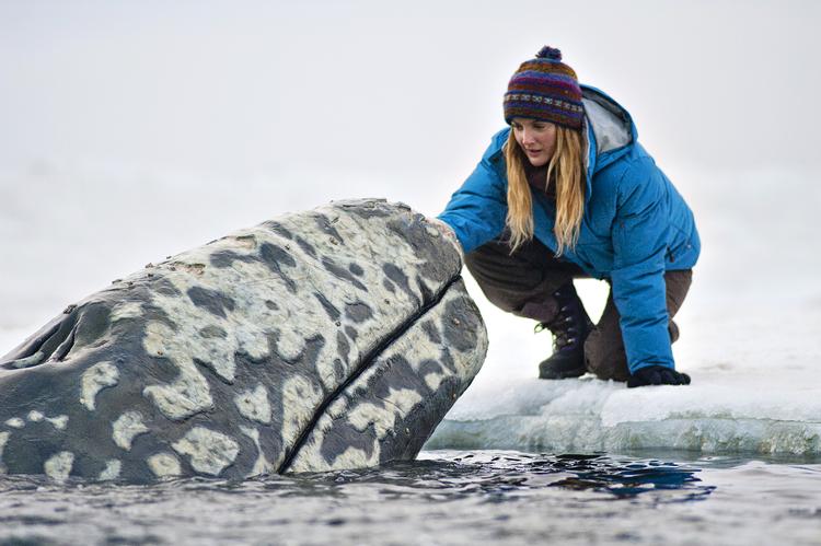 Mediecirkus. Afvejningen af sentimentalitet, PR og sund fornuft i kampen for at redde naturen er 'Big Miracle's glimt i øjet. 
