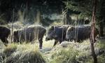 Naturligt. I Lille Vildmose render vildsvin frit omkring, og den slags områder bør der være flere af i Udkantsdanmark, skriver debattør. 
