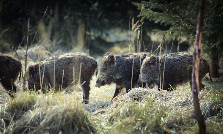 Naturligt. I Lille Vildmose render vildsvin frit omkring, og den slags områder bør der være flere af i Udkantsdanmark, skriver debattør. 