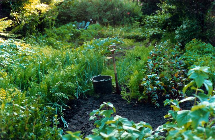 Billedpoesi. Svenske Mikael Kristersson har undersøgt døgnets gang og årstidernes skiften i sin have. Resultatet er fortryllende. Foto fra filmen 