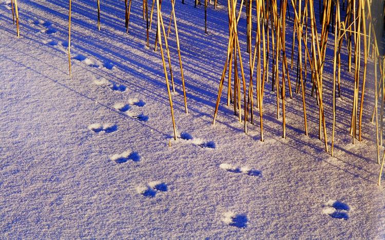FUND. Naturen er spækket med dyrespor, hvis blot man kigger efter. Her ses parspor af mink, som let forveksles med mår. 