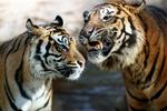 KATTEJAMMER. En hel landsby må flytte for at give plads til den truede tiger i Indien. 