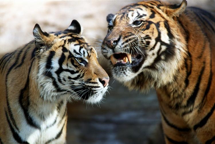 KATTEJAMMER. En hel landsby må flytte for at give plads til den truede tiger i Indien. 