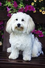 Denne lille allergivenlige Coton de tulear er en af de mest populære for tiden. Man forstår hvorfor. 