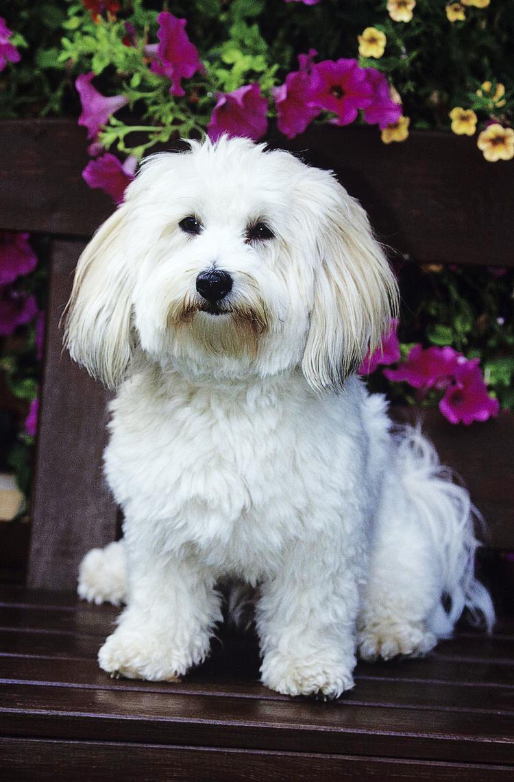 Denne lille allergivenlige Coton de tulear er en af de mest populære for tiden. Man forstår hvorfor. 