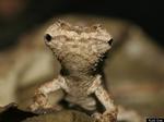 CHAMELEON2