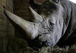 HORN. Især efterspørgsel fra Asien gør horn fra det truede næsehorn eftertragtet. Dette eksemplar lever dog trygt i Københavns Zoo. 