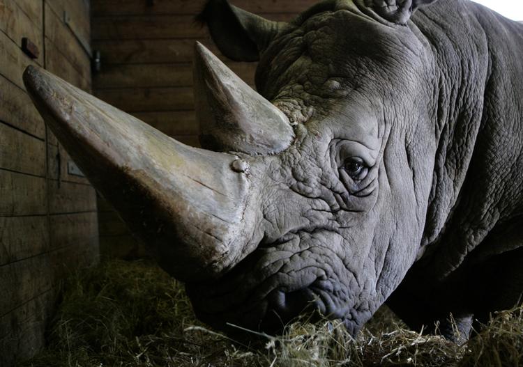 HORN. Især efterspørgsel fra Asien gør horn fra det truede næsehorn eftertragtet. Dette eksemplar lever dog trygt i Københavns Zoo. 