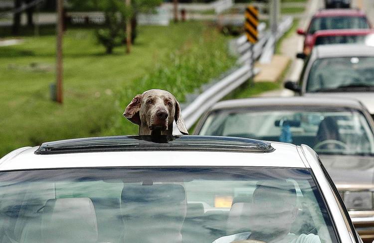 Usikret. Luft er godt, synes hunden her at tænke. Men det kan være livsfarligt for både hunden selv og omgivelserne, hvis den som her får lov til at komme på køretur med hovedet op gennem soltaget. 